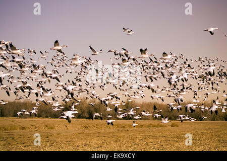 Snow geese in flight at Bosque del Apache National Wildlife Refuge, NM, USA Stock Photo