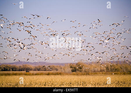 Snow geese in flight at Bosque del Apache National Wildlife Refuge, NM, USA Stock Photo