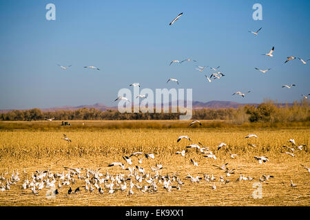 Snow geese feeding and erupting into flight at Bosque del Apache National Wildlife Refuge, NM, USA Stock Photo