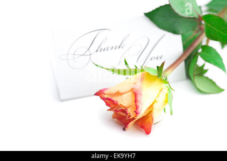 yellow red rose and a card  with the words thank you isolated on Stock Photo