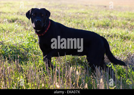 big black dog in the green field Stock Photo