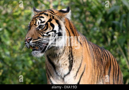 Sumatran tiger (Panthera tigris sumatrae) in closeup