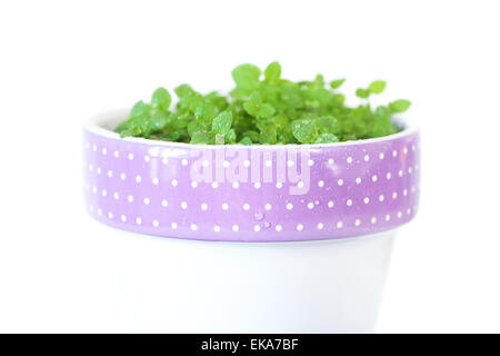 mint in a pot isolated on white Stock Photo