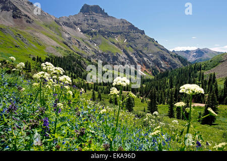 Teakettle Mountain and wildflowers, Yankee Boy Basin, near Ouray, Colorado USA Stock Photo