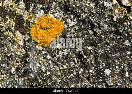 Natural environment in Valencia de Alcantara with lichen on granitic blocks, Extremadura, Spain Stock Photo