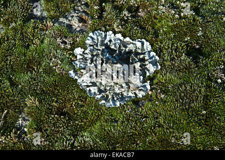 Natural environment in Valencia de Alcantara with lichen on granitic blocks, Extremadura, Spain Stock Photo