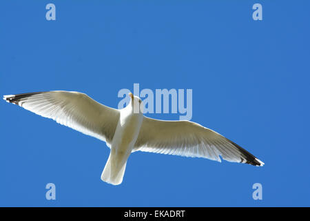beautiful seagull flying against a deep blue sky Stock Photo