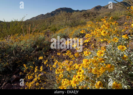 Brittlebush (Encelia farinosa), Saguaro National Park, Tucson, Arizona ...