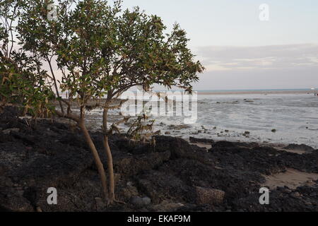 The mudflats of Roebuck Bay at low tide. Stock Photo