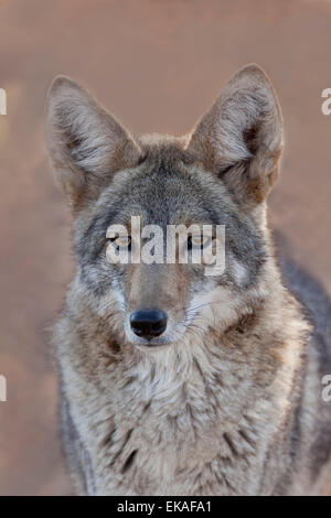 Coyote Portrait - Sonoran Desert - Arizona Stock Photo