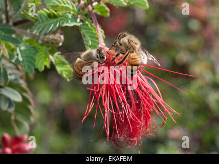 Honey Bees Polinating Mimosa - Calliandra sp. Stock Photo