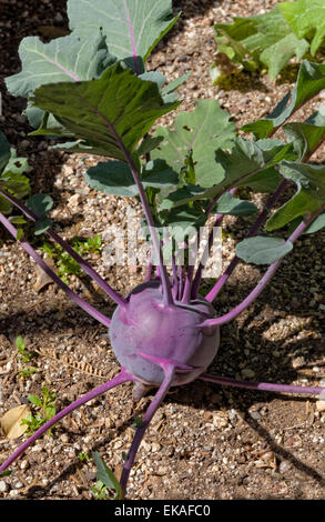 Kohlrabi (German turnip or turnip cabbage) Stock Photo