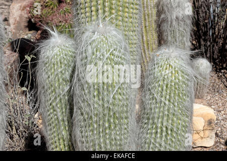 Cephalocereus senilis (Old Man Cactus) - Mexico Stock Photo