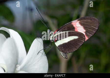 Postman Butterfly, Common Postman - Heliconius melpomene rosina - Central America Stock Photo