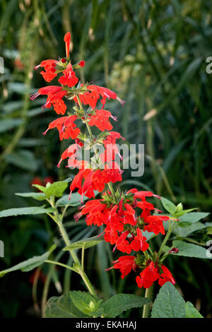 Salvia coccinea also; Texas sage, scarlet sage, tropical sage, blood sage; is a herbaceous perennial Stock Photo