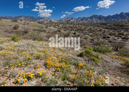 California Poppies, Eschscholzia californica - Blooming in Catalina State Park, Arizona Stock Photo