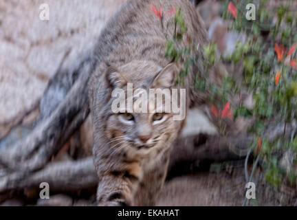 Bobcat - Lynx rufus Stock Photo