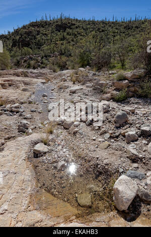 Water in the Desert,  Sabino Canyon, Arizona Stock Photo