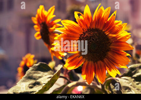 Bright yellow sunflowers and sun, Tuscany sunflowers, Summer background Stock Photo