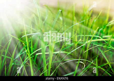Close up of fresh thick grass with water drops in the early morning Stock Photo