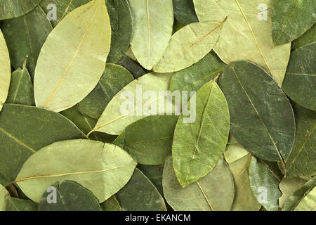 Dried coca (lat. Erythroxylum coca) leaves as background Stock Photo