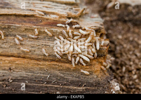 Subterranean Termite (Reticulitermes flavipes) infestation - USA Stock Photo