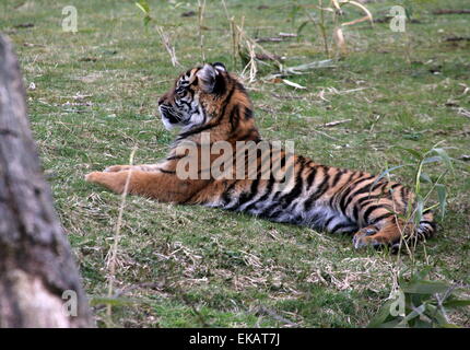 Six month old female Sumatran Tiger cub (Panthera tigris sumatrae) at Burgers' Bush Arnhem Zoo, The Netherlands Stock Photo