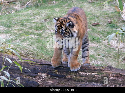Young Sumatran Tiger cub (Panthera tigris sumatrae) Stock Photo