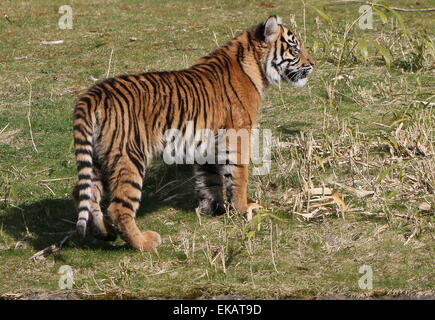 Six month old female Sumatran Tiger cub Tess (Panthera tigris sumatrae) at Burgers' Bush Arnhem Zoo, The Netherlands Stock Photo