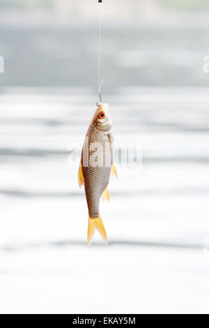 Mouth Small Striped Bass Hanging Fishing Line Hook Stock Photo by