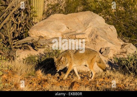 Coyote: Arizona-Sonora Desert Museum: Tucson, AZ, Taken at …