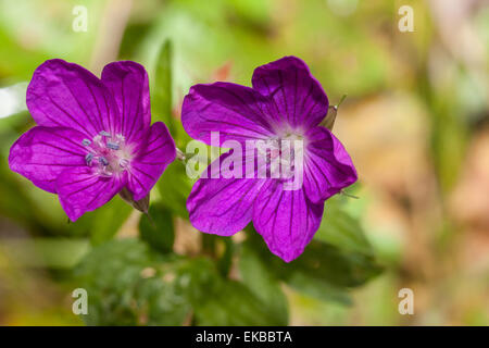 Geranium sylvaticum - Woodland geranium Stock Photo