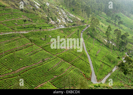 Dambatenne Estate, Lipton tea estates, Haputale, Hill Country, Sri Lanka, Asia Stock Photo