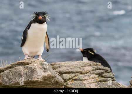 Adult rockhopper penguin (Eudyptes chrysocome) at nesting site on New Island, Falkland Islands, U.K. Overseas Protectorate Stock Photo