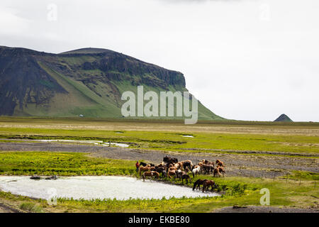 Wild horses, South Iceland, Iceland, Polar Regions Stock Photo
