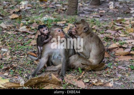 Long-tailed macaques (Macaca fascicularis) grooming near Angkor Thom, Siem Reap, Cambodia, Indochina, Southeast Asia, Asia Stock Photo