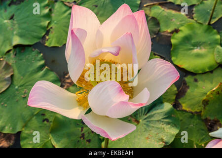 Lotus flower (Nelumbo nucifera), near the village of Kampong Tralach, Cambodia, Indochina, Southeast Asia, Asia Stock Photo