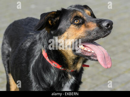 Black and tan male Australian Kelpie (dog), standing with it's tongue out. Stock Photo