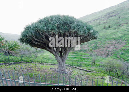 Dragon tree (Drago de Agalan) (Dracaena draco), near Alajero, La Gomera, Canary Islands, Spain, Europe Stock Photo