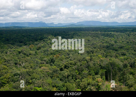 Aerial view over the rainforest of Guyana, South America Stock Photo