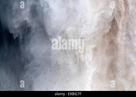 Flock of swifts flying to their roost behind the curtain of falling water of Kaieteur Falls, Guyana, South America Stock Photo