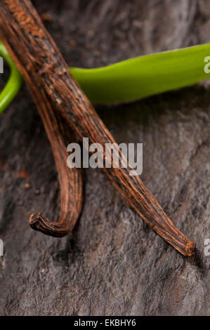 Vanilla Planifolia Vine and Dried Vanilla Pods Stock Photo