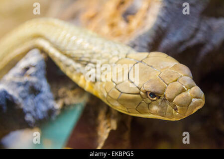 Royal Cobra (Ophiophagus hannah) Stock Photo