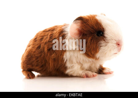 baby guinea pig Stock Photo