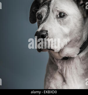 Portrait of pit bull and great dane mixed-breed dog Stock Photo