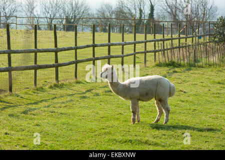 White Alpaca in field by fence like llama Stock Photo