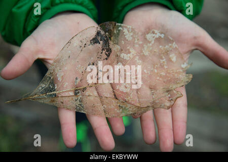 Transparent leaf on upturned palms Stock Photo