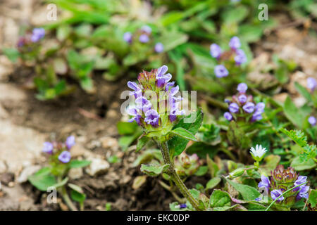 Selfheal, prunella vulgaris, Cressbrook Dale NNR Peak District National Park June 2014 Stock Photo