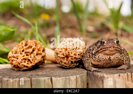 Toad and  two Morel mushrooms Stock Photo