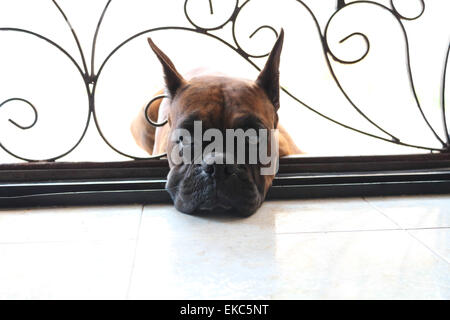 Sad Puppy Stock Photo